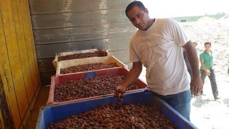 تمور فاسدة