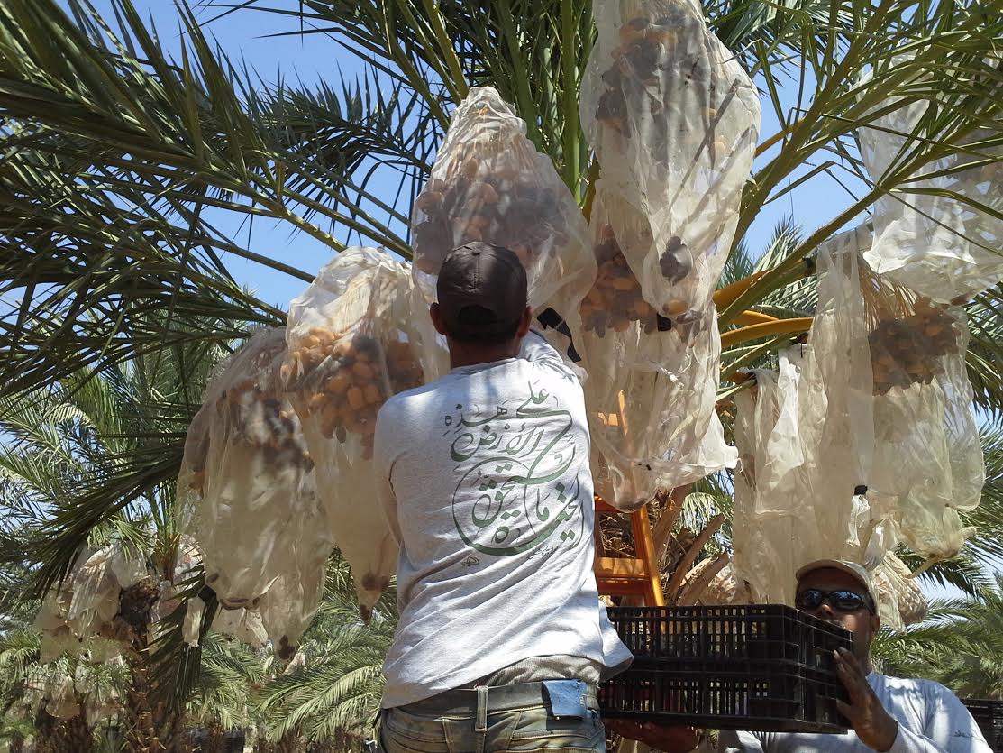 شركة نخيل فلسطين للاستثمار الزراعي تبدأ موسم قطف ثمار النخيل