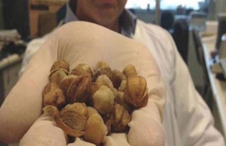 ثمار نادرة في استراليا تعالج السرطان