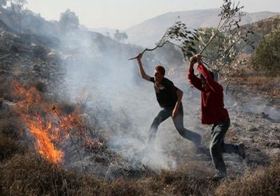الاحتلال يتسبب بإحراق أشجار زيتون في جنين حريق