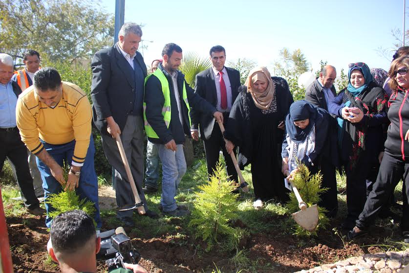 بيتونيا: زراعة أشتال زيتون قرب السياج الفاصل زراعة اشتال