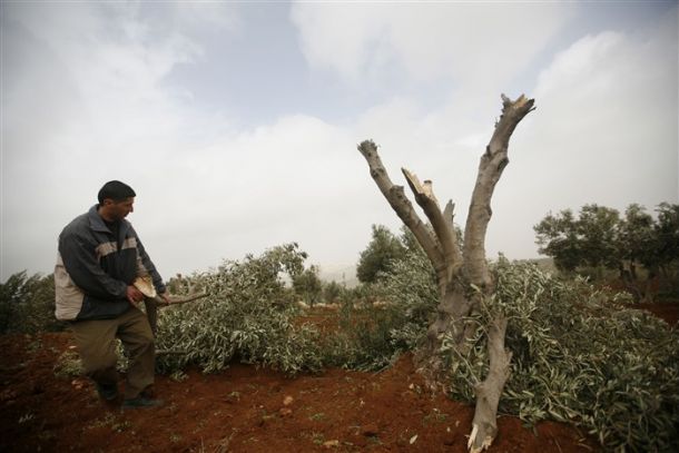 مستوطنون يقتلعون أشجار زيتون جنوب الخليل مستوطنون يقتلعون أشجار زيتون