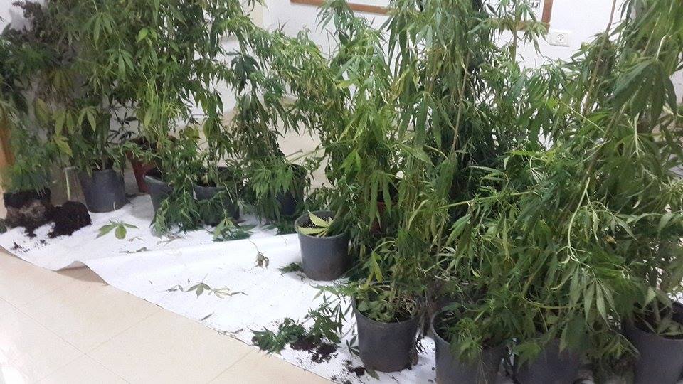 اشتال ماريجوانا
