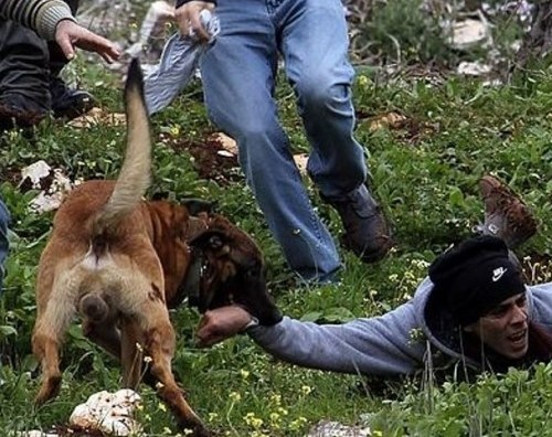 هولندا تقدم الكلاب لإسرائيل لقمع الفلسطينيين هولندا