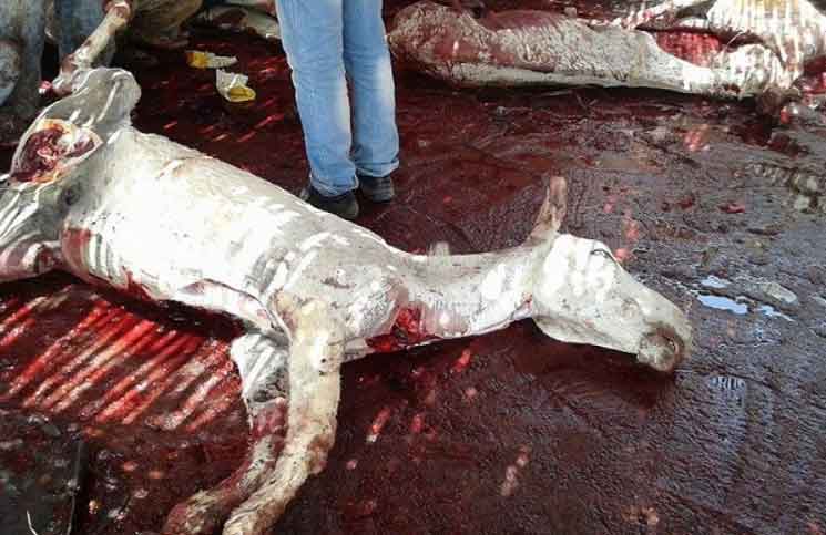 طبيبة بيطرية: كل المصريين أكلوا لحم حمير المصريين