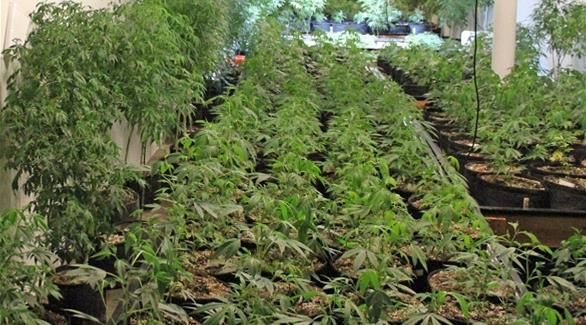 ضبط 110 شتلة ماريجوانا في الخليل