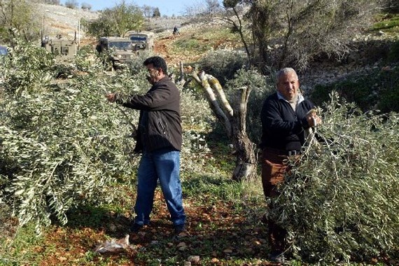 مستوطنون يدمرون أشجارًا غرب بيت لحم صورة توضيحية