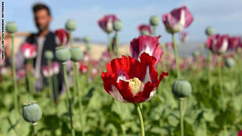 أمريكا تخسر أمام مخدرات أفغانستان