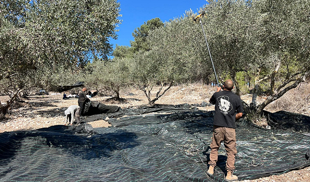 الاحتباس الحراري يضرب موسم الزيتون: الإنتاج لا يتجاوز 30% والأسعار إلى ارتفاع