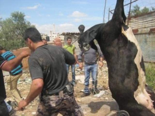 إنقاذ بقرة