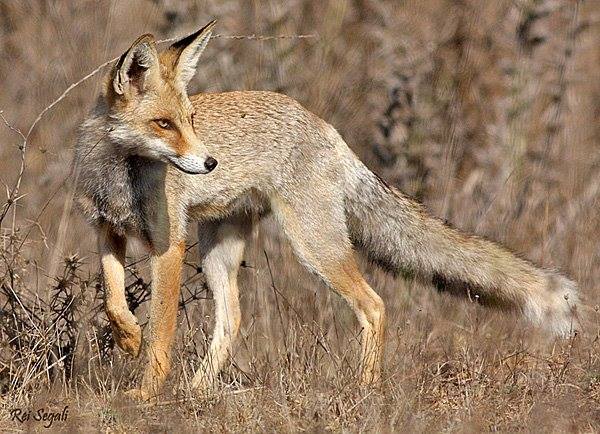 فلسطين: بوابة إلكترونية لأول قاعدة بيانية عن التنوع الحيوي فلسطين: بوابة إلكترونية لأول قاعدة بيانية عن التنوع الحيوي