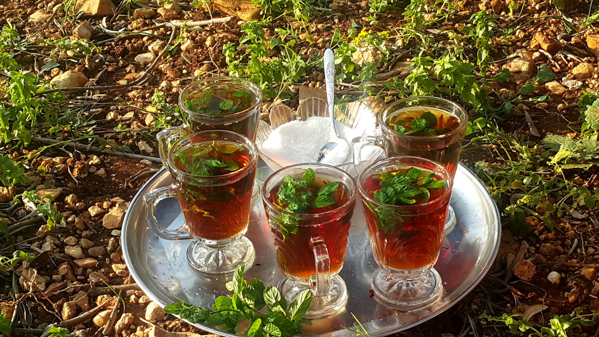"الشاي" مفيد لعلاج هشاشة العظام صورة وفاء عاروري