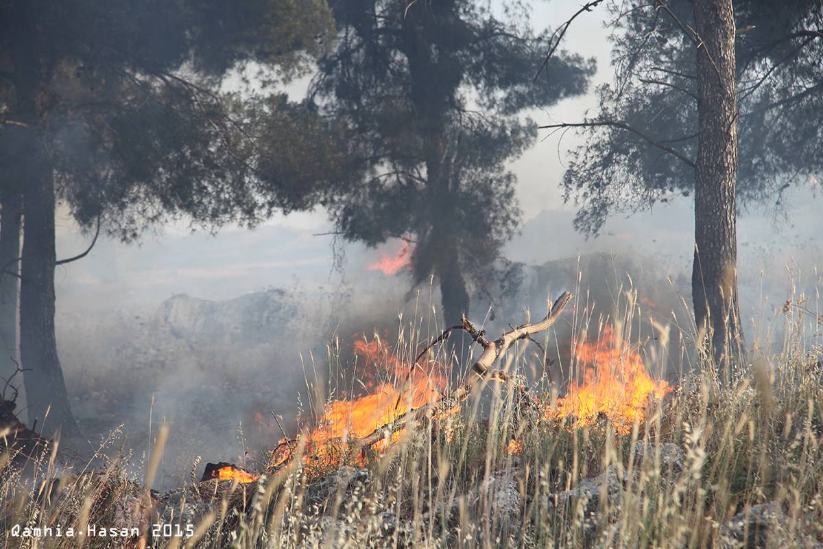طولكرم: حريق يأتي على 1500 شجرة زيتون