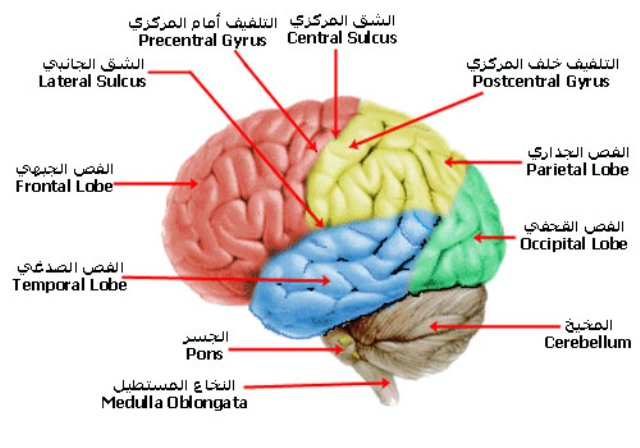 اكتشف.. أين يقع ضميرك! الضمير