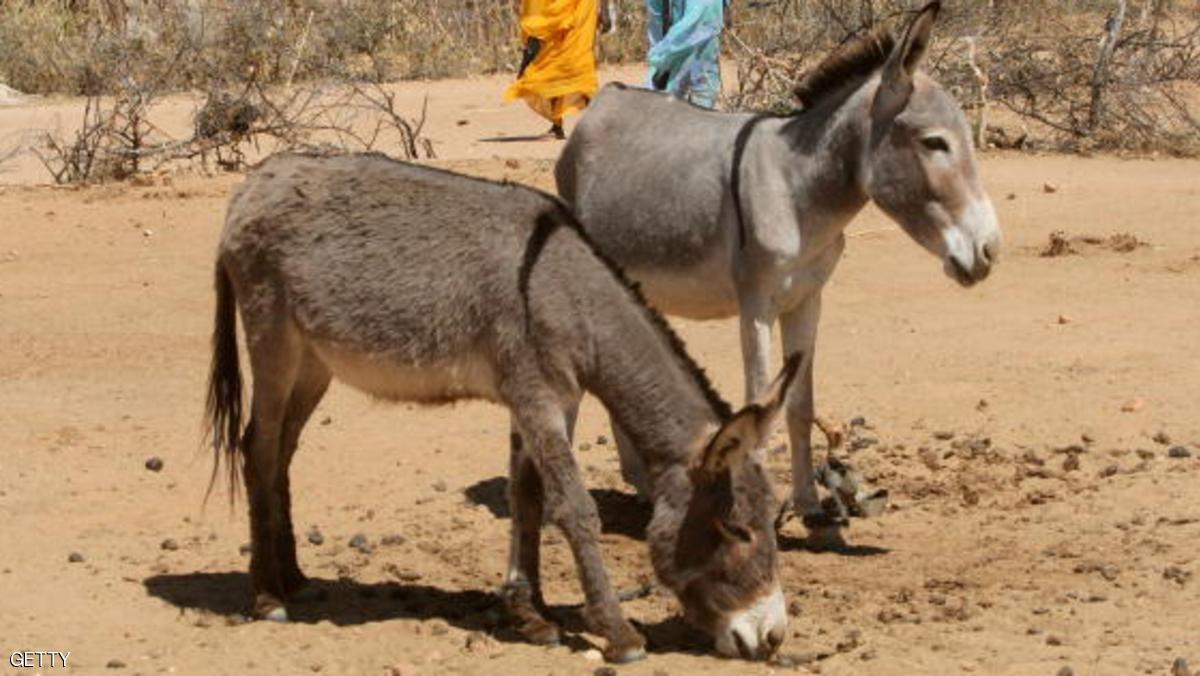 حل لغز جريمة قتل بالسودان "مرتكبها حمار"
