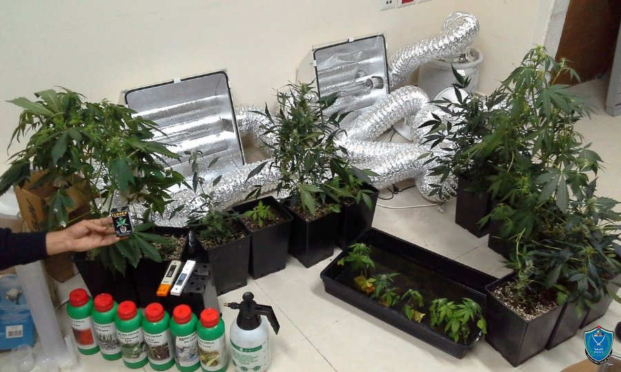 رام الله: ضبط مستنبت لزراعة أشتال مخدِّرة رام الله: ضبط مستنبت لزراعة أشتال مخدِّرة