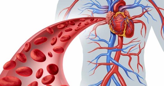 أربع عشبات تحافظ على القلب وتحمي من الجلطة