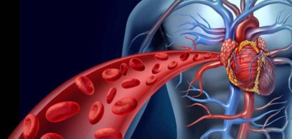علماء يتوصلون لاكتشاف بروتين يحمي من "تصلب الشرايين"