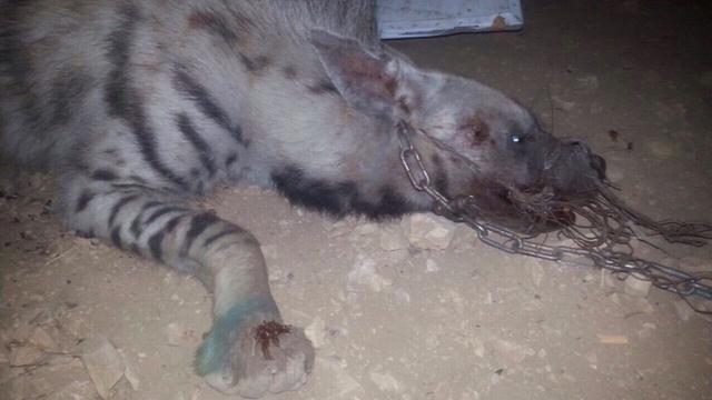 بسبب يوتيوب: اعتقال شبان اصطادوا ضبعاً ضبع