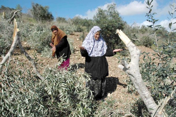 الخليل: الاحتلال يهدم 7 منشآت سكنية وزراعية في الظاهرية الخليل