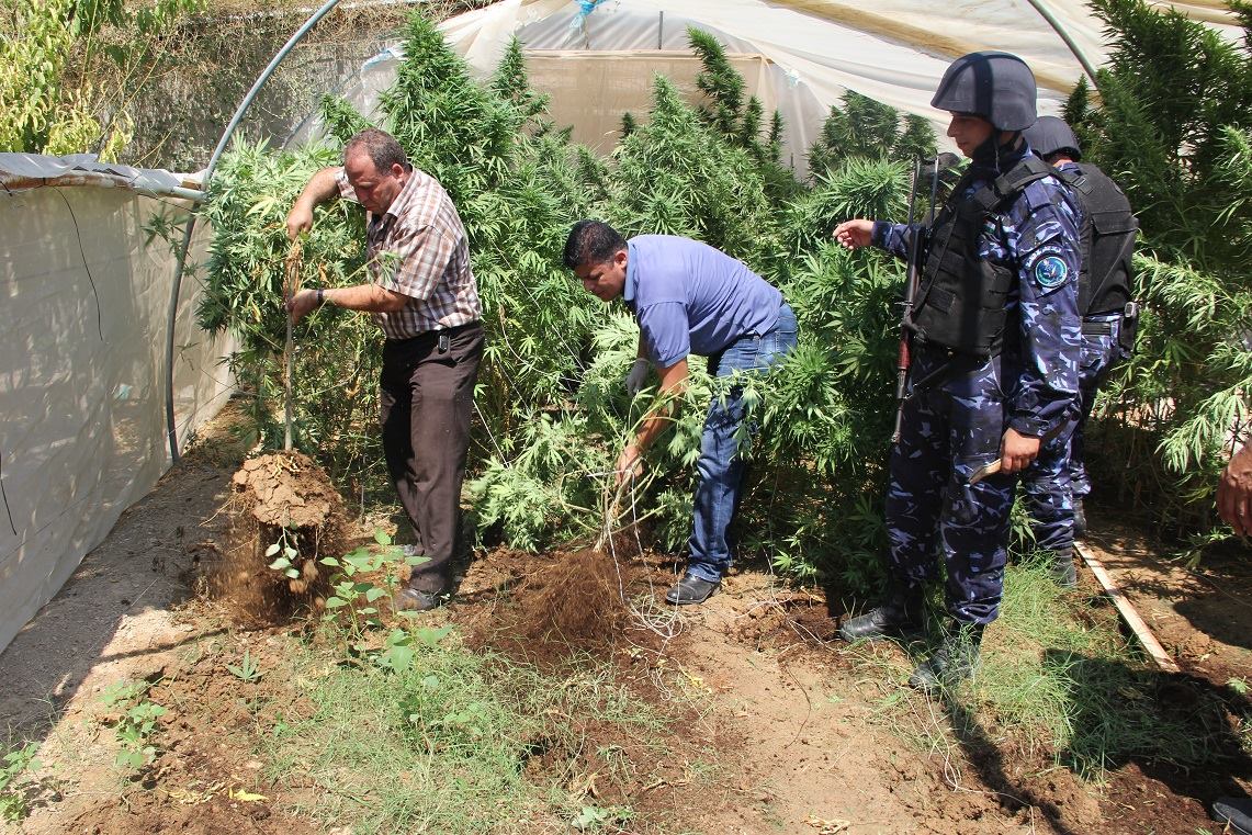 ‏ ضبط مشتل ضخم مزروع بالقنب المخدر شمال نابلس
