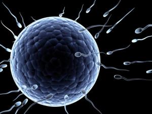 الحيوانات المنوية