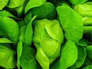 الخس الجزر يحتويان على مادة "مهمة" قد تغنيك عن الخبز والأرز