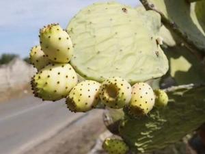 أغلى من الذهب.. زيت مغربي يجتاح أسواق العالم