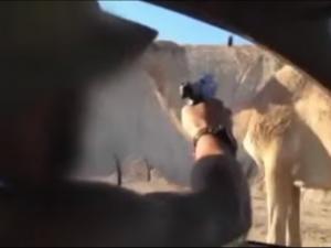 جندي إسرائيلي يطلق النار على جمل
