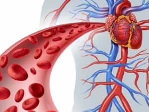 أربع عشبات تحافظ على القلب وتحمي من الجلطة