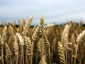 الأردن يطرح مناقصة لشراء 100 ألف طن قمح