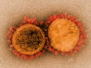 تحورات كورونا.. منظمة الصحة ترسم خريطة 4 فيروسات "جديدة"