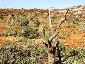 مستوطنون يقطعون أشجار زيتون