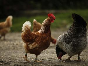 سرقة دجاج في طولكرم