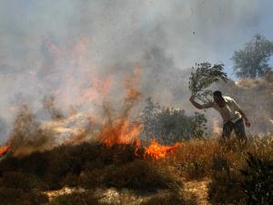 مستوطنون يحرقون أكثر من 250 شجرة زيتون غرب بيت لحم