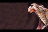 Embedded thumbnail for ثعبان مرعب يخدع طائراً ويفترسه