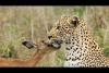 Embedded thumbnail for  صداقة غريبة بين ظبي ونمر