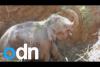 Embedded thumbnail for محاولات فاشلة لفيل صغير للخروج من حفرة بمفرده