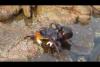 Embedded thumbnail for صراع من أجل الحياة بين أخطبوط وسرطان