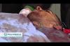 Embedded thumbnail for صور لجثمان الشهيد محمود عدوان خلال تواجده بمجمع فلسطين الطبي