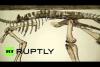 Embedded thumbnail for في إسبانيا.. اكتشاف نوع جديد من الديناصورات العشبية