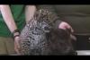 Embedded thumbnail for نمور حديثة الولادة تعرض للزائرين لأول مرة في حديقة &amp;quot;لينينغراد&amp;quot; 