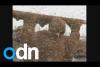 Embedded thumbnail for مليون نحلة وألفي لسعة لدخول غينيس 