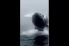 Embedded thumbnail for حوت عملاق يفاجئ سياح بقفزة مذهلة